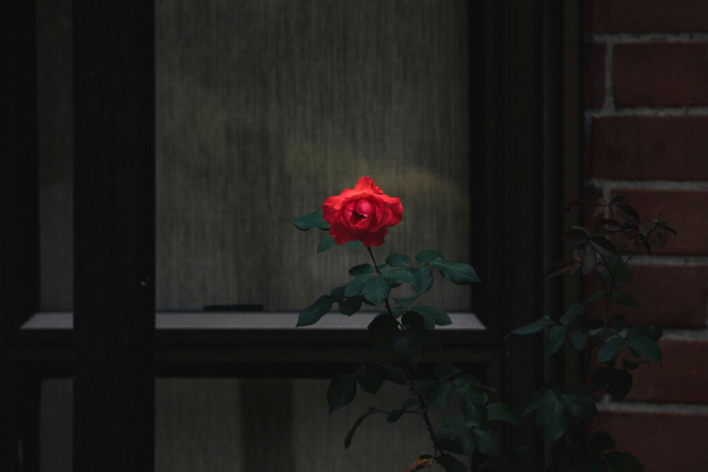 暗い花の画像